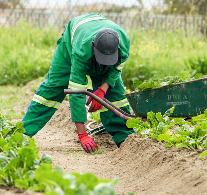 Bank of Agriculture Nigeria - Building Communities and Empowering Youth into Agricultural Businesses